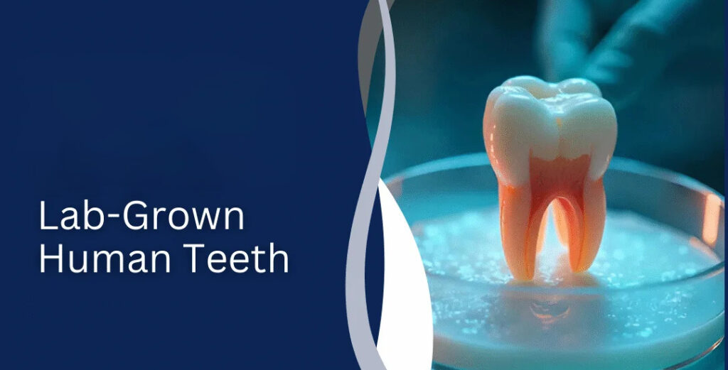 Say Goodbye to Dental Fillings Implants Scientists Just Grew Real Human Teeth in a Lab