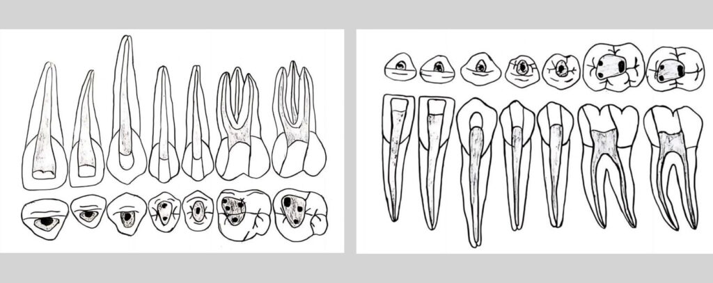 Mastering Tooth Morphology-1