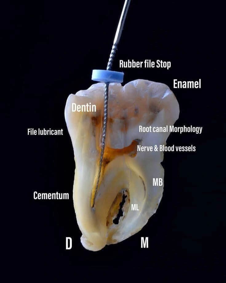 Unlocking the Mystery Inside a Tooth